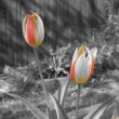 Zahrada tulipn